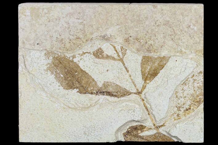 Fossil Ash (Fraxinus) Branch With Leaves - Utah #118000